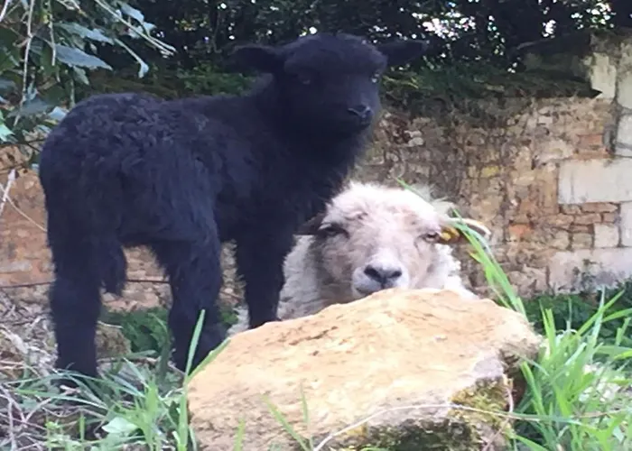 Semesterbostad Swallows, Beautiful In The Grounds Of Chateau Beauvoir